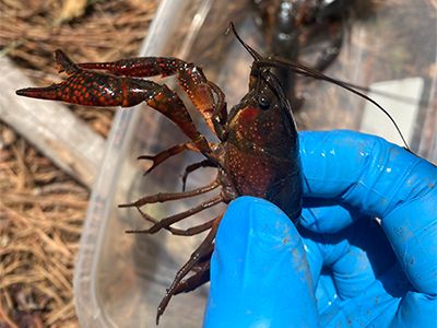 crayfish