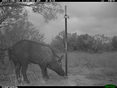 pig at bait site