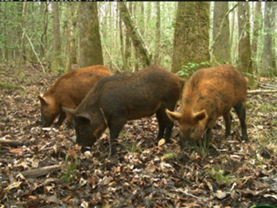 sounder of pigs