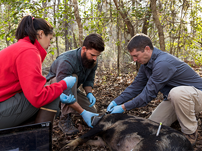 Processing pig