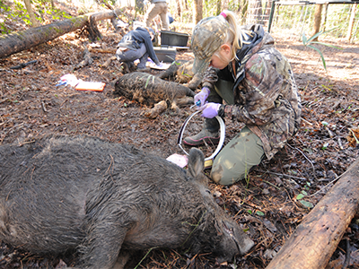 collaring pig