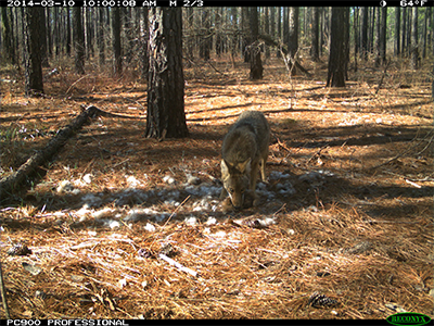 Bobcat scavenging