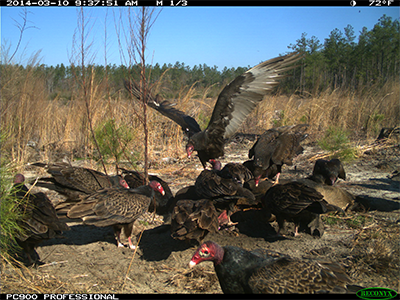 vultures scavenging