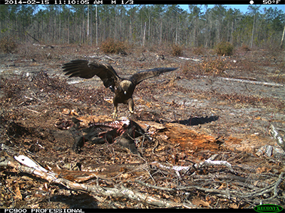 Raptor scavenging