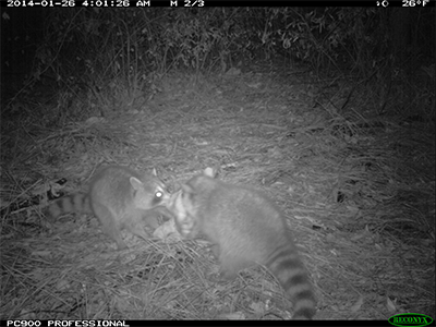 Raccoon scavenging