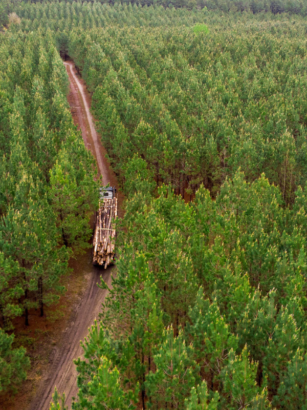 Center for Forest Business