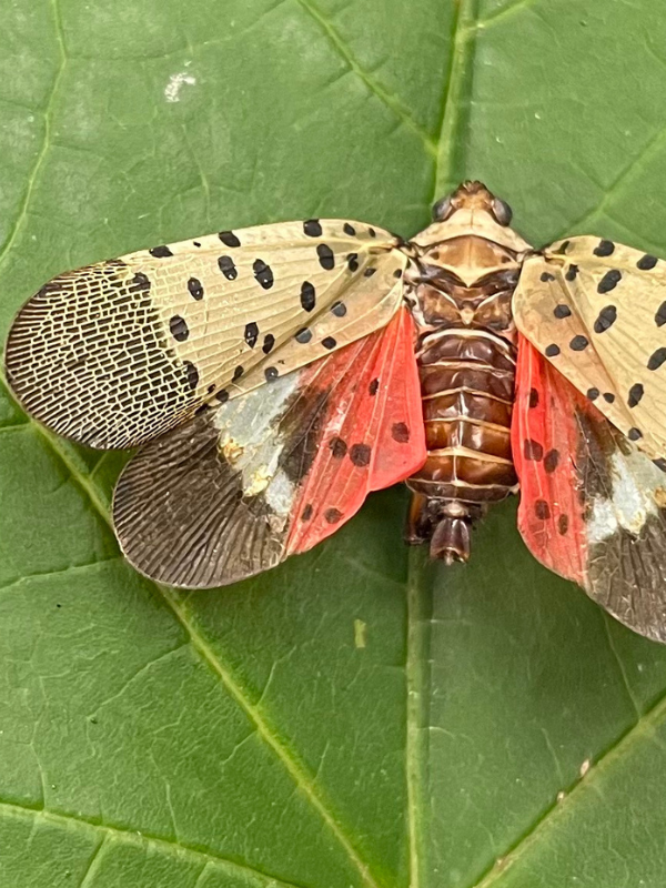 Center for Invasive Species & Ecosystem Health