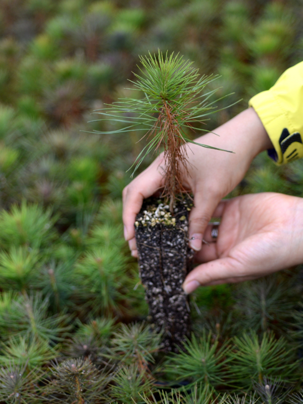 Plantation Management Research Cooperative