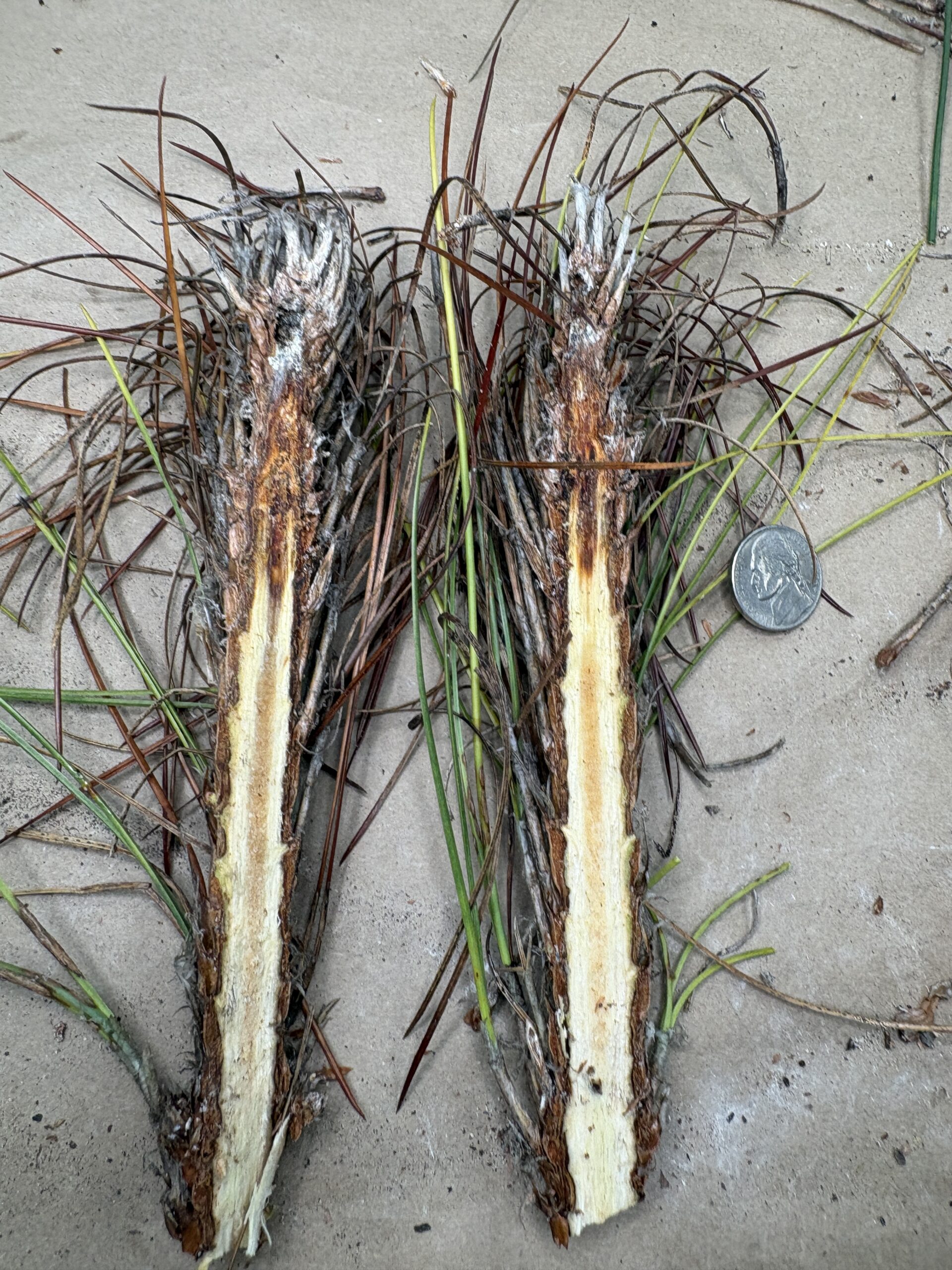 Southern Pine Health Research Cooperative